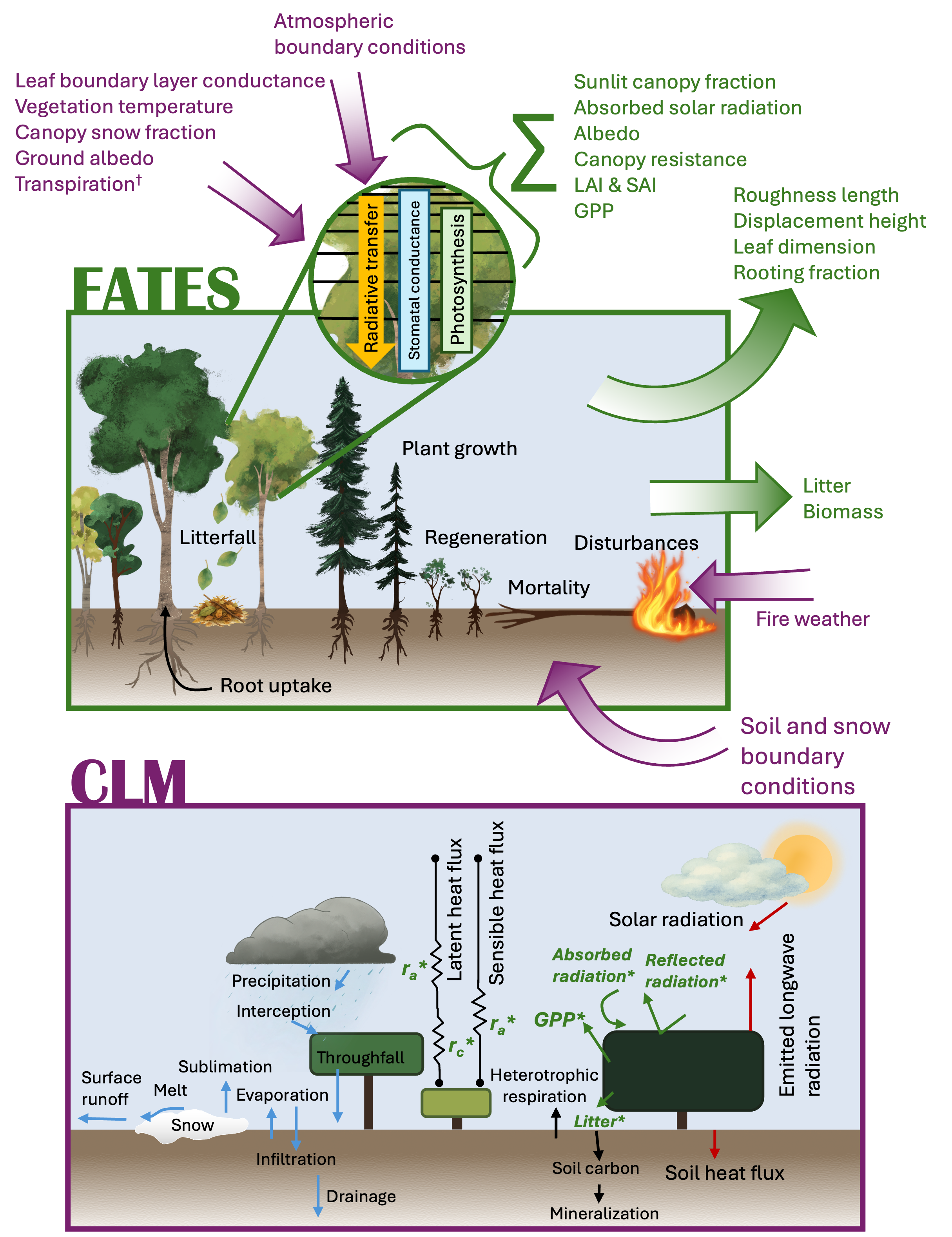 Conceptual relationship between CLM and CLM-FATES